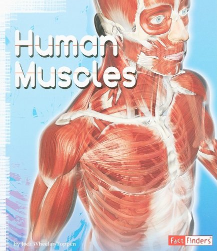 Stock image for Human Muscles (Anatomy Class) for sale by dsmbooks