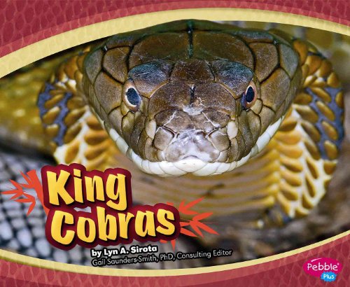 Stock image for King Cobras (Asian Animals) (Pebble Plus) for sale by Front Cover Books