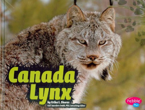 9781429644846: Canada Lynx (Pebbel Plus Wildcats)