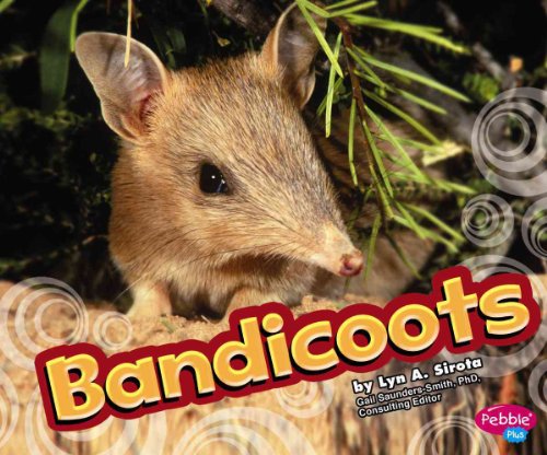 Beispielbild fr Bandicoots (Australian Animals) zum Verkauf von SecondSale