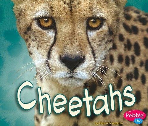 Stock image for Cheetahs for sale by Better World Books
