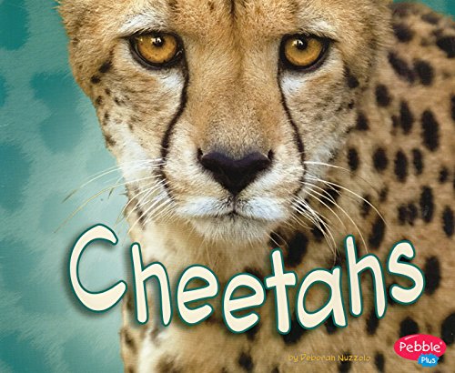 9781429657907: Cheetahs [Scholastic] (African Animals)