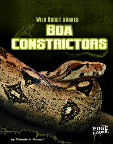 Stock image for Boa Constrictors (Wild about Snakes) (Edge Books: Wild About Snakes) for sale by Irish Booksellers