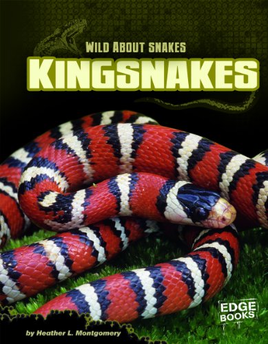 Imagen de archivo de Kingsnakes (Wild about Snakes) a la venta por Mispah books