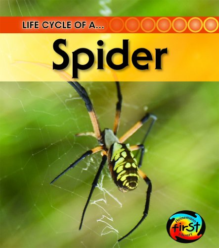 Stock image for Spider for sale by ThriftBooks-Dallas