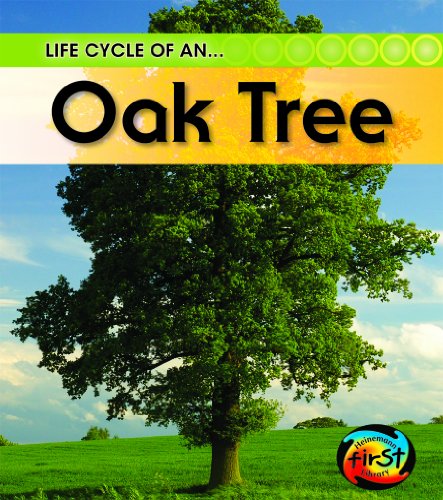 9781432925314: Life Cycle of an Oak Tree (Life Cycle of an, Heinemann First Library)