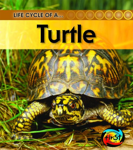 Imagen de archivo de Turtle a la venta por ThriftBooks-Atlanta