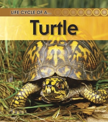 Imagen de archivo de Turtle: 2nd Edition (Life Cycle of a) a la venta por Wonder Book