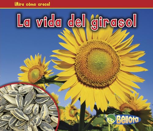 9781432952891: La vida del girasol (Bellota: Mira como crece! / Acorn: Watch It Grow!) (Spanish Edition)