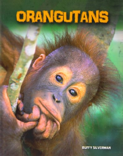 Orangutans (Living in the Wild: Primates) (9781432958732) by Silverman, Buffy