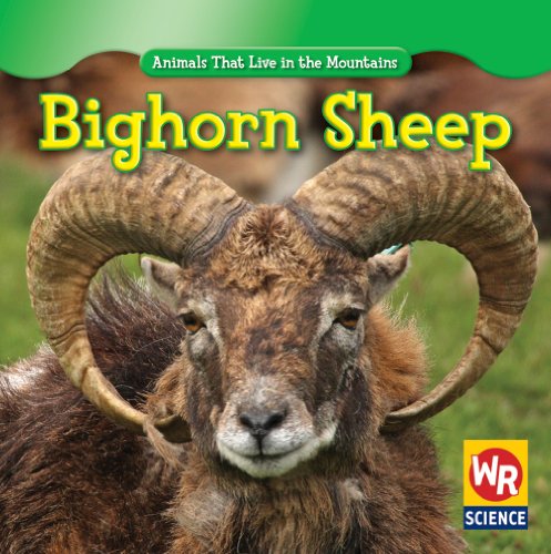 Imagen de archivo de Bighorn Sheep a la venta por Better World Books