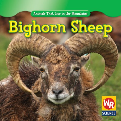 9781433924095: Bighorn Sheep (Animals That Live in the Mountains)
