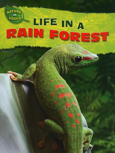 Stock image for Life in a Rain Forest (Nature in Focus) for sale by Irish Booksellers