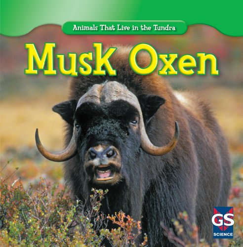 Imagen de archivo de Musk Oxen (Animals That Live in the Tundra) a la venta por BooksRun
