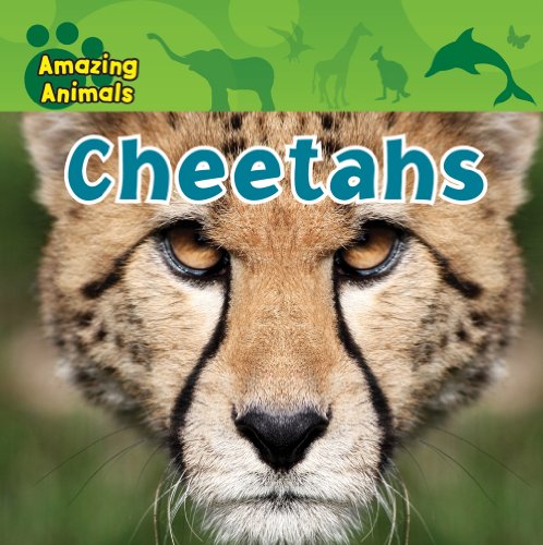 Cheetahs (Amazing Animals) (9781433940101) by Albee, Sarah; Delaney, Kate