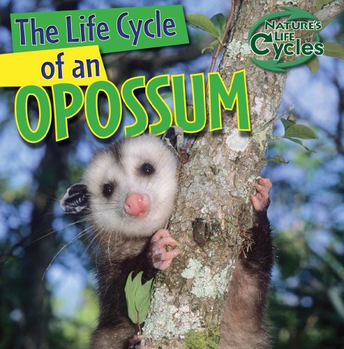 Beispielbild fr The Life Cycle of an Opossum zum Verkauf von Better World Books