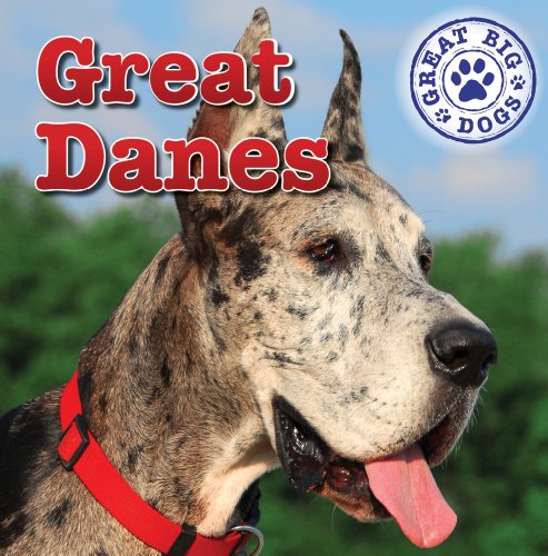 Stock image for Great Danes for sale by ThriftBooks-Atlanta