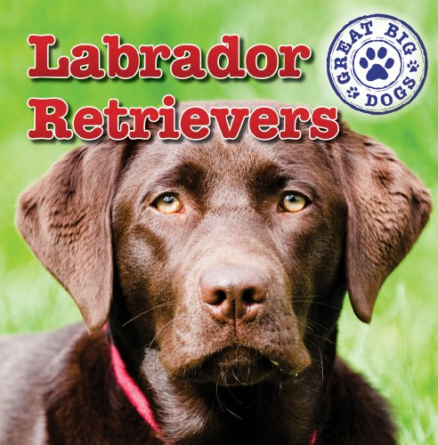 Beispielbild fr Labrador Retrievers zum Verkauf von Better World Books