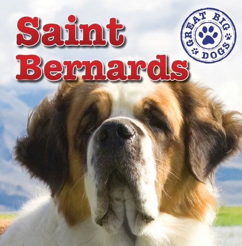 9781433957901: St. Bernards (Great Big Dogs)