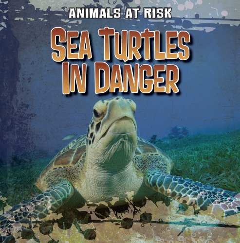 Stock image for Sea Turtles in Danger for sale by Better World Books