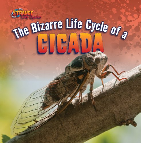 The Bizarre Life Cycle of a Cicada (Strange Life Cycles) (9781433970399) by Roza, Greg