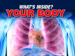 Beispielbild fr What's Inside Your Body? zum Verkauf von HPB Inc.