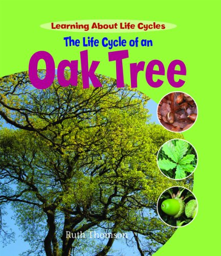 Stock image for The Life Cycle of an Oak Tree for sale by Better World Books