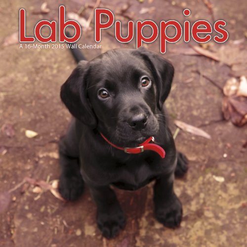 9781438831428: Lab Puppies 2015 Wall Calendar