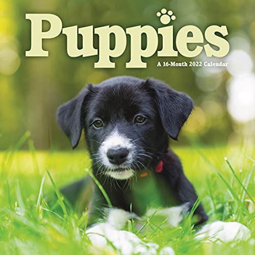 Stock image for 2022 Puppies Mini Wall Calendar for sale by GF Books, Inc.