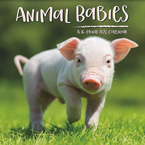 Beispielbild fr 2024 Animal Babies Mini Wall Calendar zum Verkauf von GF Books, Inc.