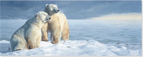 9781441315465: Polar Bears: Panoramic Boxed Holiday Cards