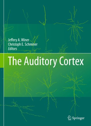 9781441900739: The Auditory Cortex