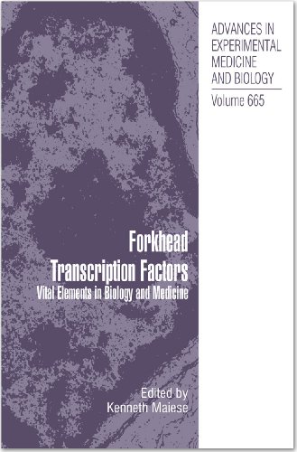 Stock image for Forkhead Transcription Factors Vital Elements in Biology and Medicine for sale by Buchpark