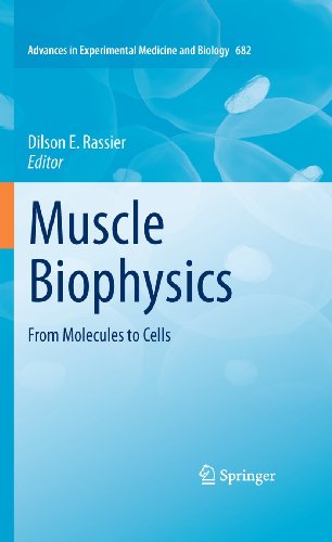 Stock image for Muscle Biophysics : From Molecules to Cells for sale by Ria Christie Collections