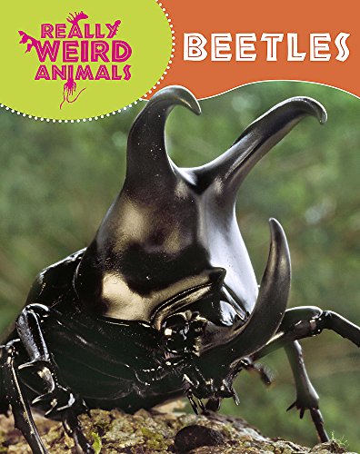 9781445138176: Beetles (Really Weird Animals)