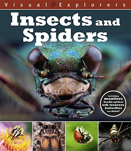9781445168197: Insects and Spiders