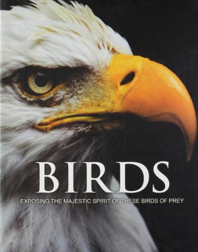 Beispielbild fr Spirit of Birds of Prey zum Verkauf von BooksRun