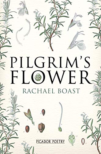 Stock image for Pilgrim's Flower for sale by WorldofBooks