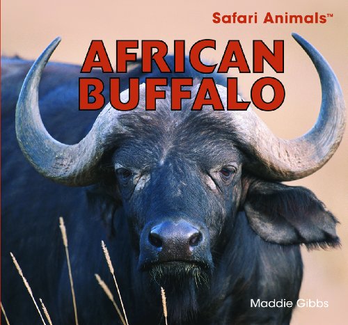 Imagen de archivo de African Buffalo (Safari Animals) a la venta por Irish Booksellers