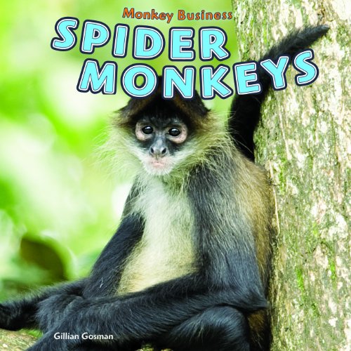 9781448850204: Spider Monkeys (Monkey Business)