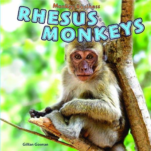 9781448850235: Rhesus Monkeys (Monkey Business)