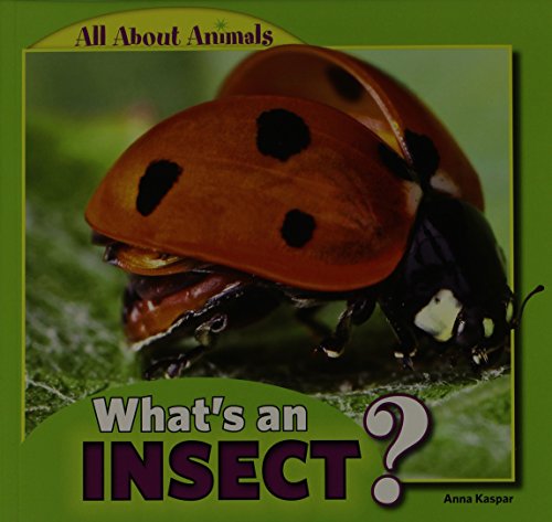Beispielbild fr What's an Insect? zum Verkauf von Blackwell's