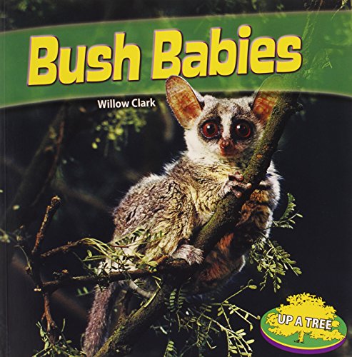 Beispielbild fr Bush Babies zum Verkauf von Better World Books