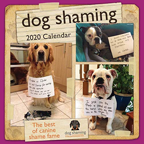 9781449497866: Dog Shaming 2020 Calendar