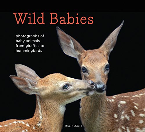 Stock image for Wild Babies: Photographs of Baby Animals from Giraffes to Hummingbirds for sale by SecondSale