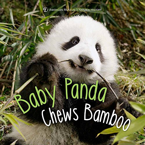 Imagen de archivo de Baby Panda Chews Bamboo (First Discoveries) a la venta por SecondSale