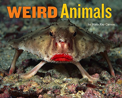 Beispielbild fr Weird Animals zum Verkauf von Better World Books