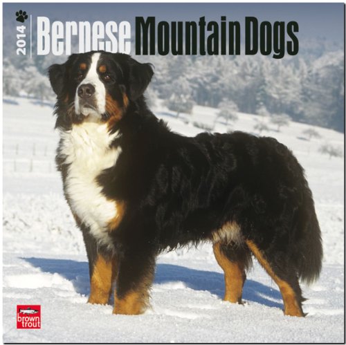 9781465009319: Bernese Mountain Dogs 2014 Wall Calendar