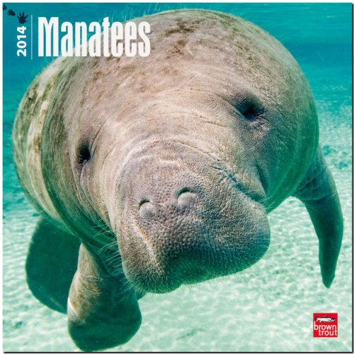 9781465011343: Manatees 2014 Wall Calendar