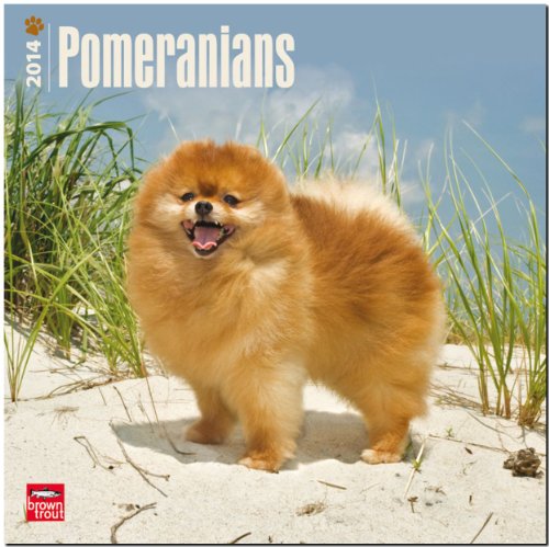 9781465012111: Pomeranians 2014 Wall Calendar